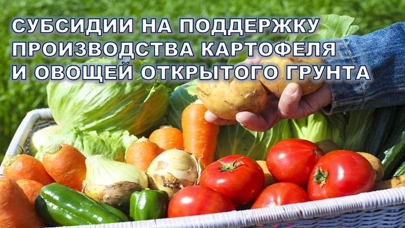 Министерство сельского хозяйства и перерабатывающей промышленности Краснодарского края (далее — министерство) информирует о том, что в 2024 году предусмотрена государственная поддержка граждан, ведущих личное подсобное хозяйство и применяющих специальный налоговый режим «Налог на профессиональный доход» на поддержку производства картофеля и овощей открытого грунта.