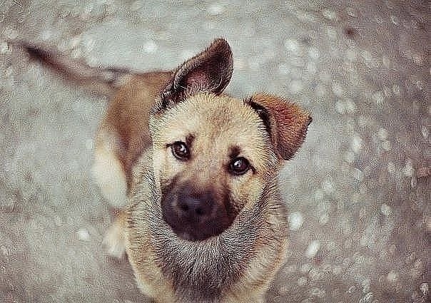 Отлов бездомных животных!