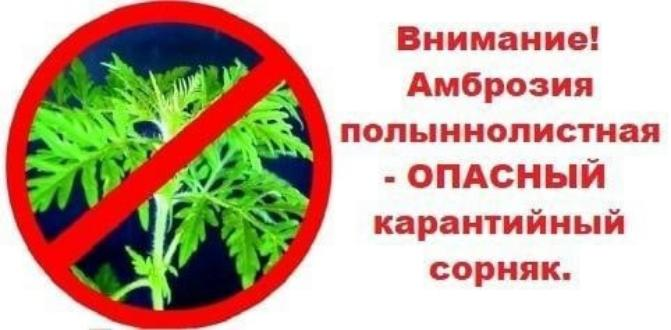 Амброзия!
Внимание! Уничтожайте амброзию!